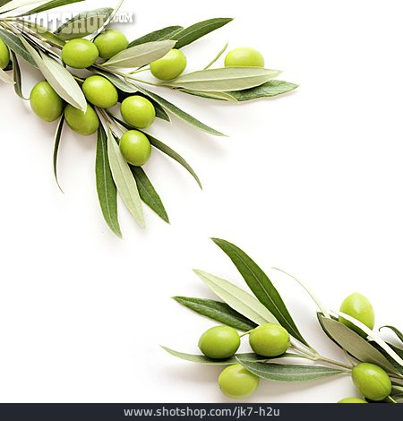
                Oliven, Olivenzweig                   
