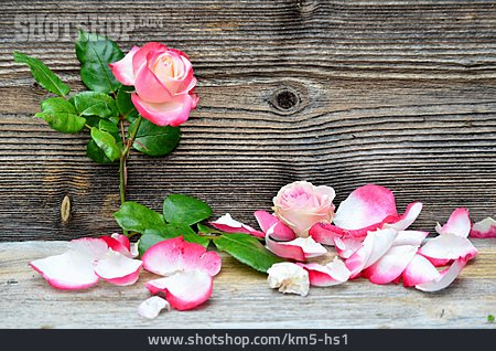 
                Blütenblätter, Rosenblüte                   