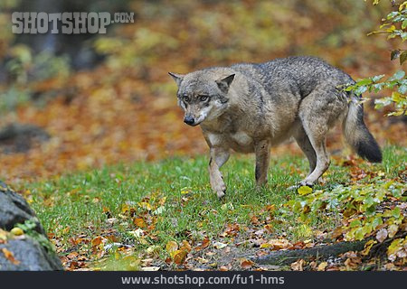 
                Wolf, Grauwolf                   