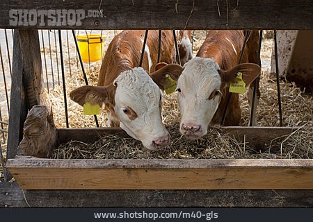 
                Kuh, Viehzucht, Bauernhof                   