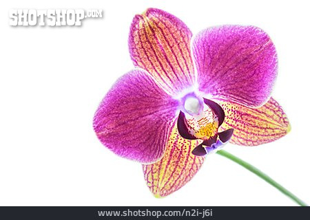 
                Phalaenopsis                   