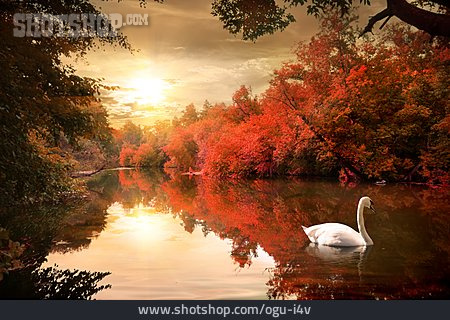 
                Natur, Herbst, Fluss, Schwan                   