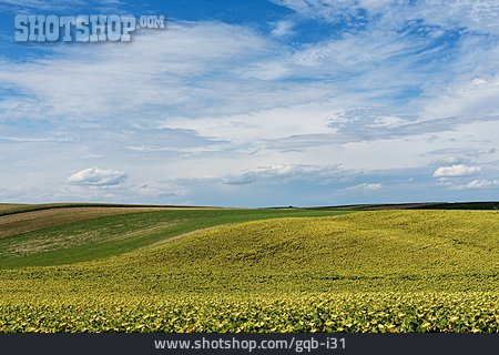 
                Feld, Landwirtschaft, Sonnenblumenfeld                   