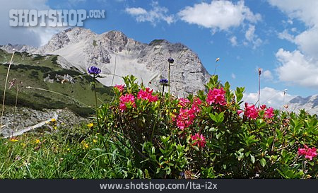 
                Alpen, Alpenblumen                   