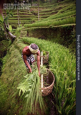 
                Reisanbau, Reisbauer, Reispflanze                   