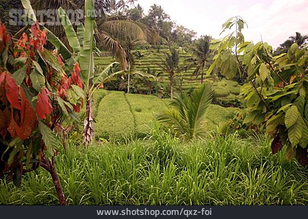 
                Vegetation, Indonesien, Reisterrassen                   