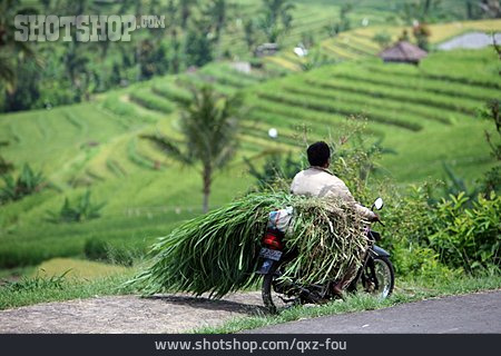 
                Landwirtschaft, Reisanbau, Reisbauer                   