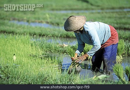 
                Reisanbau, Reisbauer, Reispflanze                   