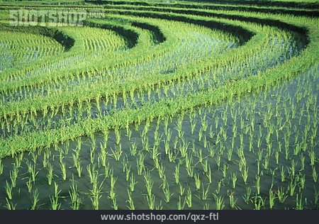 
                Reisanbau, Reispflanze, Reisterrassen                   