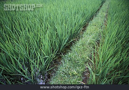 
                Reisanbau, Reispflanze                   