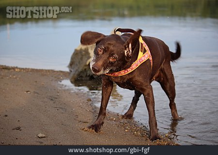 
                Hund, Labrador, Mischling, Schütteln                   