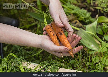 
                Ernten, Gemüsegarten, Karottenernte                   