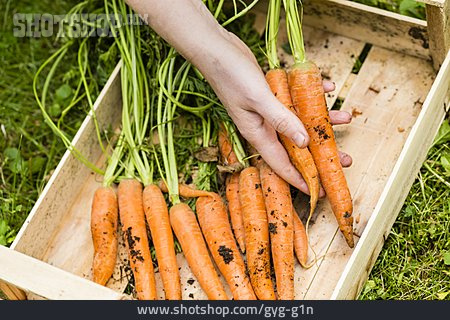 
                Ernten, Gemüsegarten, Karottenernte                   