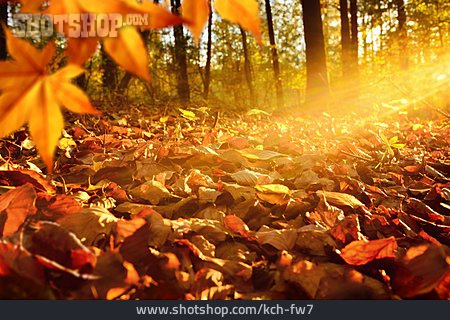 
                Laub, Herbstlaub, Herbstlich                   