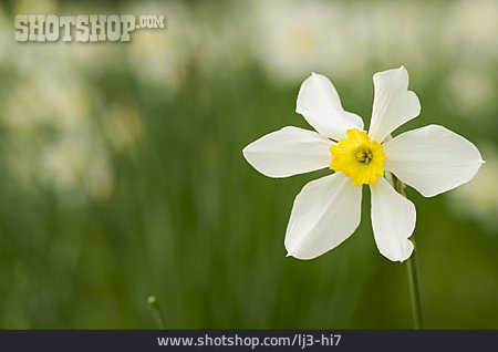 
                Blume, Narzisse, Amaryllisgewächse                   