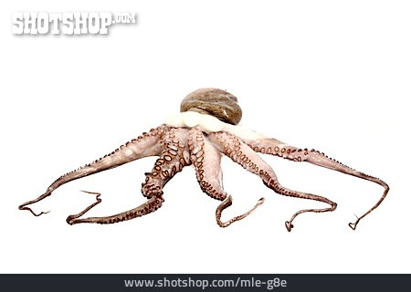 
                Oktopus, Krake, Tentakel                   