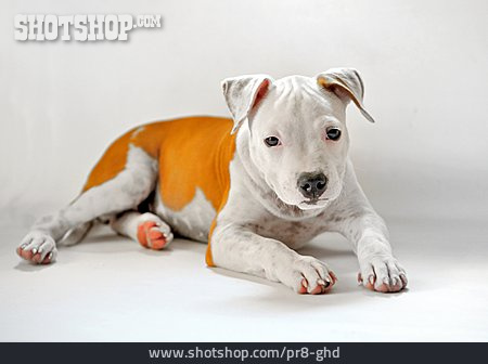 
                Hund, American Pit Bull Terrier                   