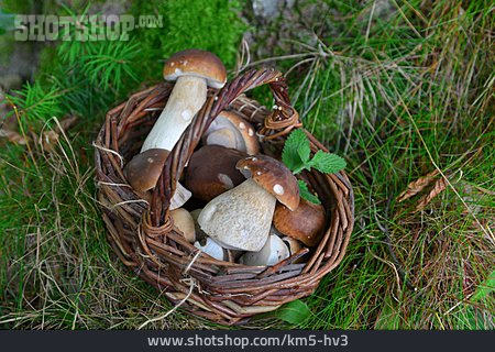 
                Steinpilz, Pilze, Pilzkorb                   