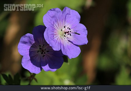 
                Blume, Storchenschnabel, Geranium                   