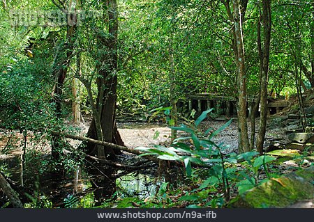 
                Dschungel, Kambodscha, Khmer                   