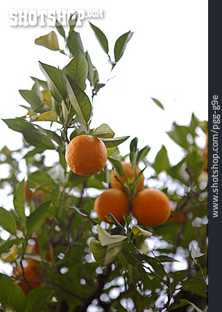 
                Orange, Orangenbaum                   