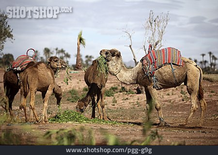
                Kamel, Marokko, Dromedar                   