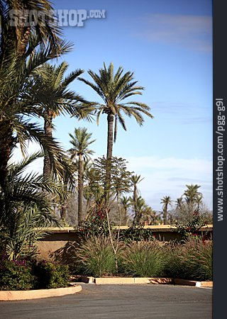 
                Palmen, Marrakesch                   