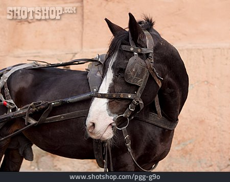 
                Pferd, Marokko                   