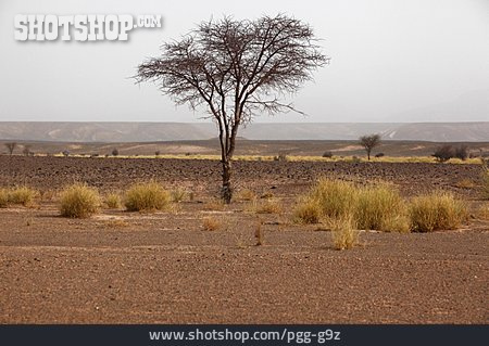 
                Baum, Wüste, Dünenlandschaft                   