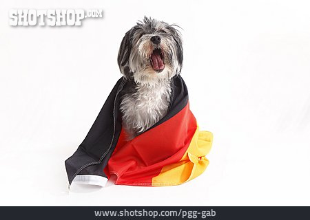 
                Deutschland, Hund, Schwarz-rot-gold, Bundesflagge                   