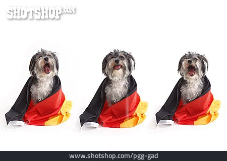 
                Deutschland, Hund, Schwarz-rot-gold, Bundesflagge                   
