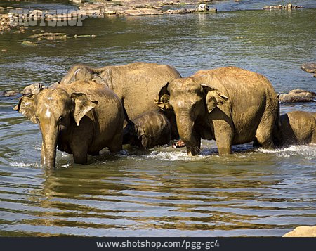 
                Elefant, Pinnawela, Elefantenwaisenhaus                   
