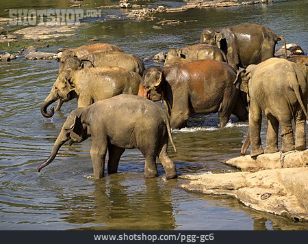 
                Elefant, Pinnawela, Elefantenwaisenhaus                   