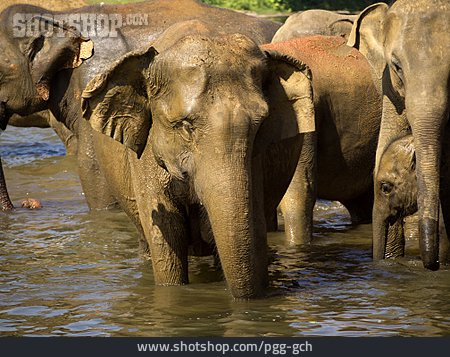 
                Fluss, Elefantenherde                   