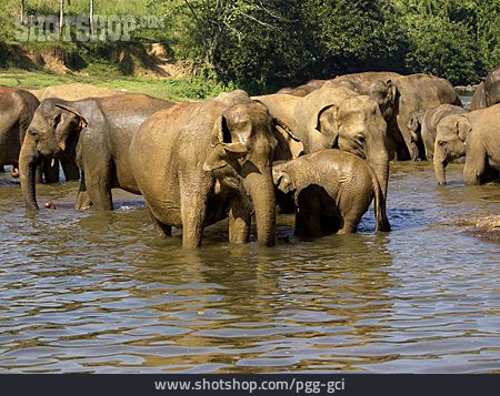 
                Fluss, Elefantenherde                   