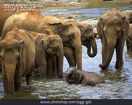 
                Elefant, Gewässer, Jungtiere                   