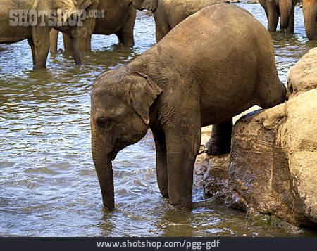 
                Fluss, Elefant                   
