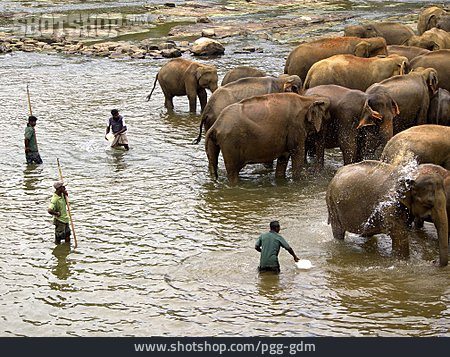 
                Elefant, Asiatischer Elefant                   