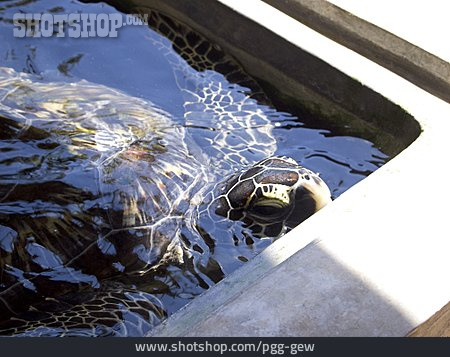 
                Schildkröte, Aufzucht                   