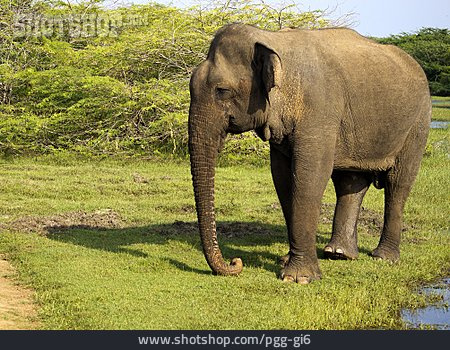 
                Elefant, Bundala National Park                   