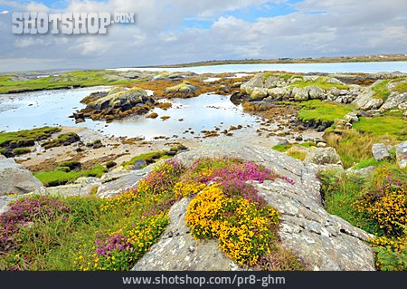 
                Landschaft, Küste, Irland, Burren                   