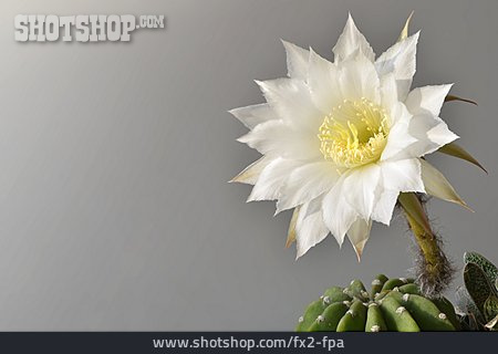 
                Kaktus, Kaktusblüte, Echinopsis                   