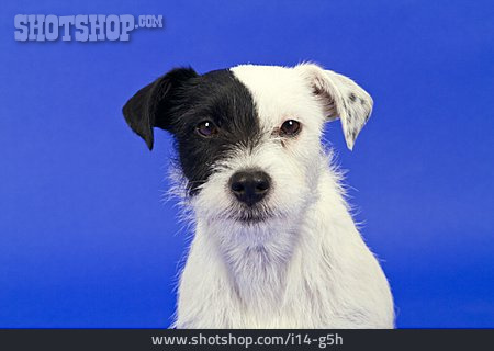 
                Hund, Jack Russell Terrier, Welpe                   