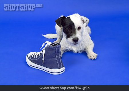 
                Schuh, Jack Russell Terrier, Welpe                   