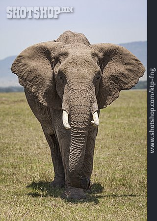 
                Elefant, Afrikanischer Elefant, Masai Mara                   