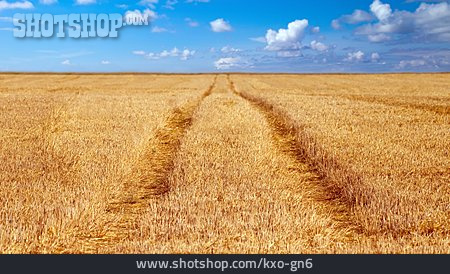 
                Landwirtschaft, Getreidefeld                   