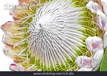 
                Blume, Blühen, Königsprotea, Protea                   