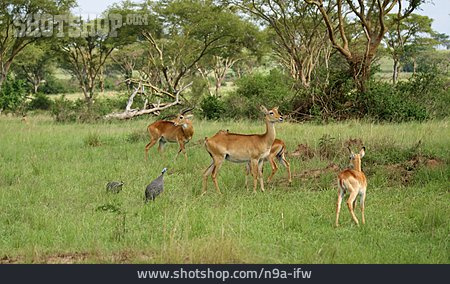 
                Tierfamilie, Antilope, Kob                   