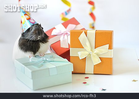 
                Geburtstag, Geschenk, Meerschweinchen                   