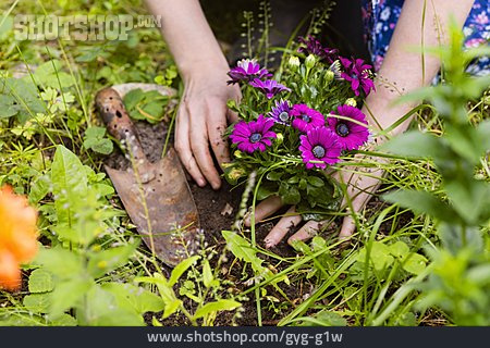 
                Blumen, Gartenarbeit, Einpflanzen                   